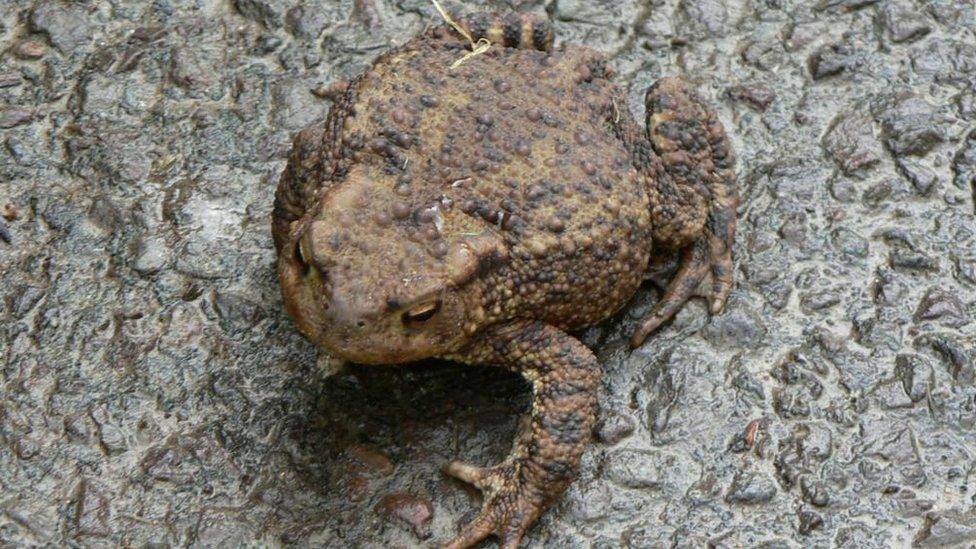 Toad