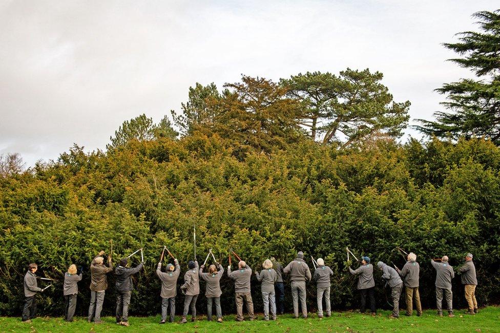 Volunteers taking part in the "Great Yew" during the annual prune of the 400-year-old yew at the National Trust's Shugborough Estate in Staffordshire.