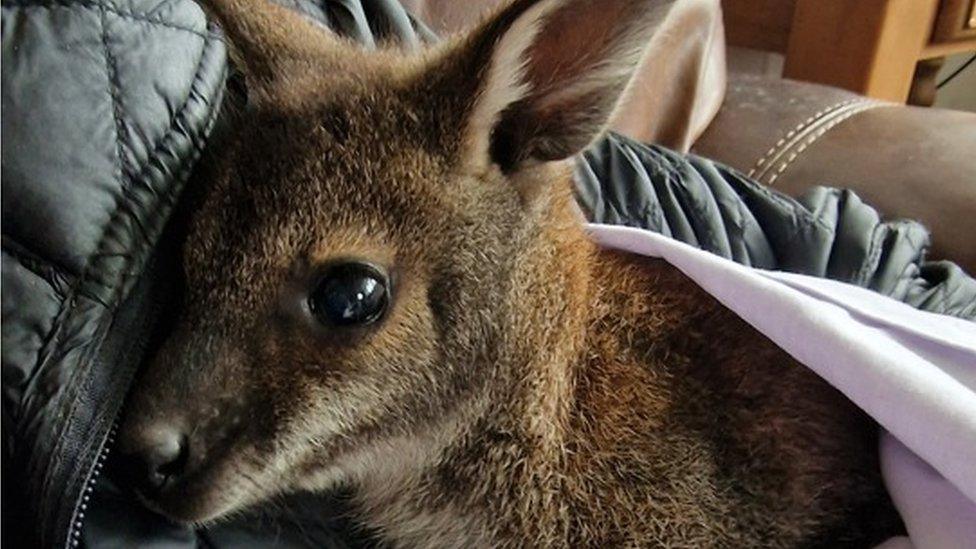 A baby wallaby