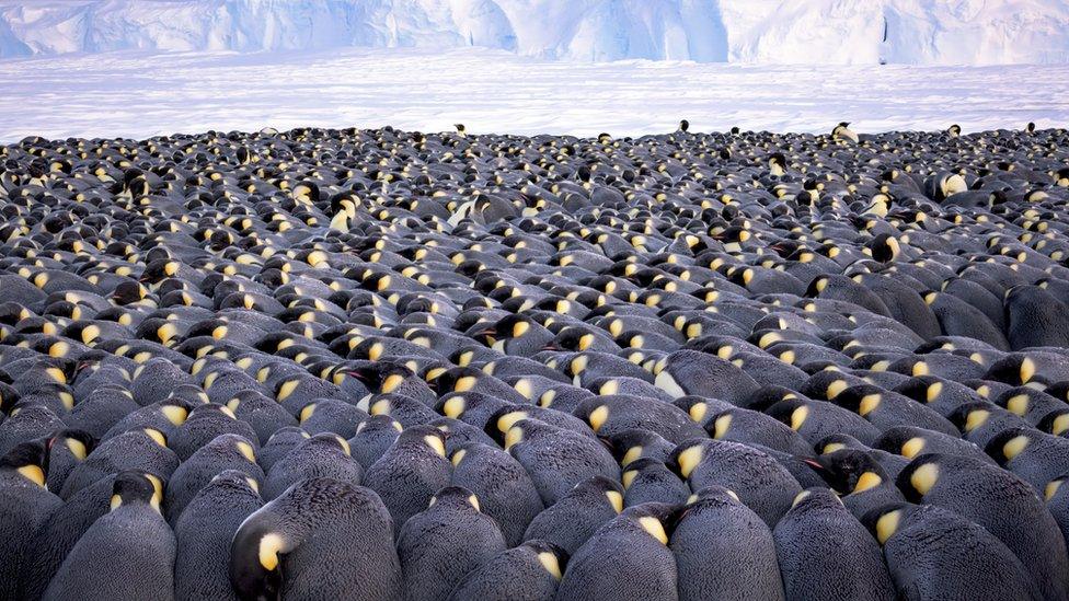 thousands-penguins-huddle-snow.