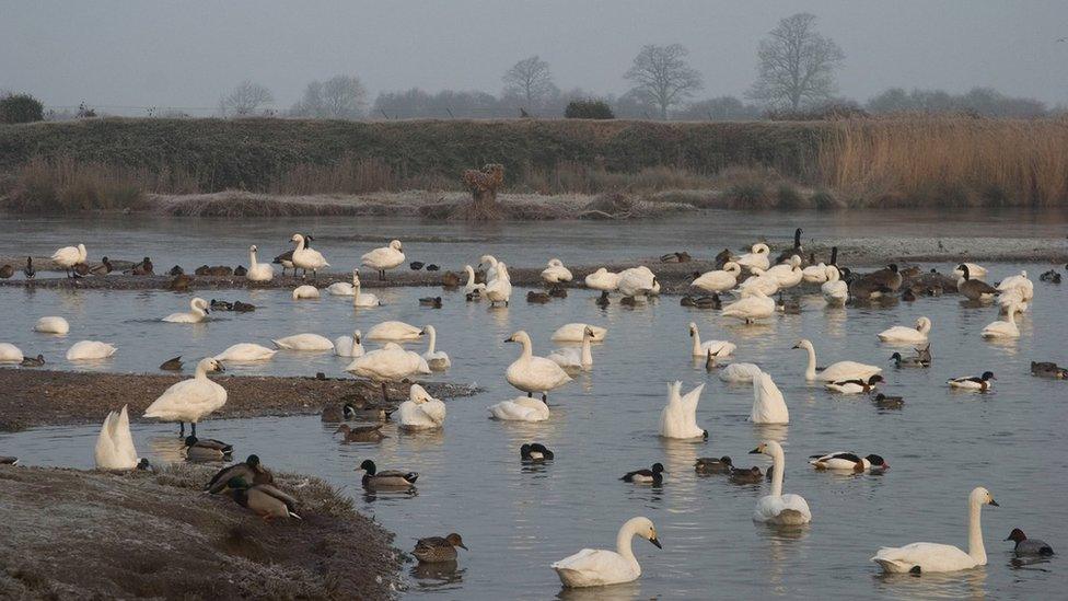 Bewick's swans