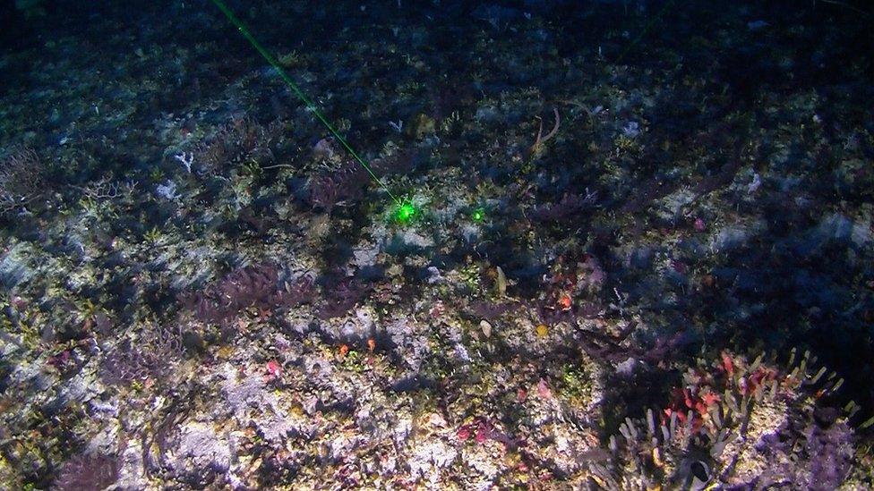 Image shows coral reef discovered in the Amazon