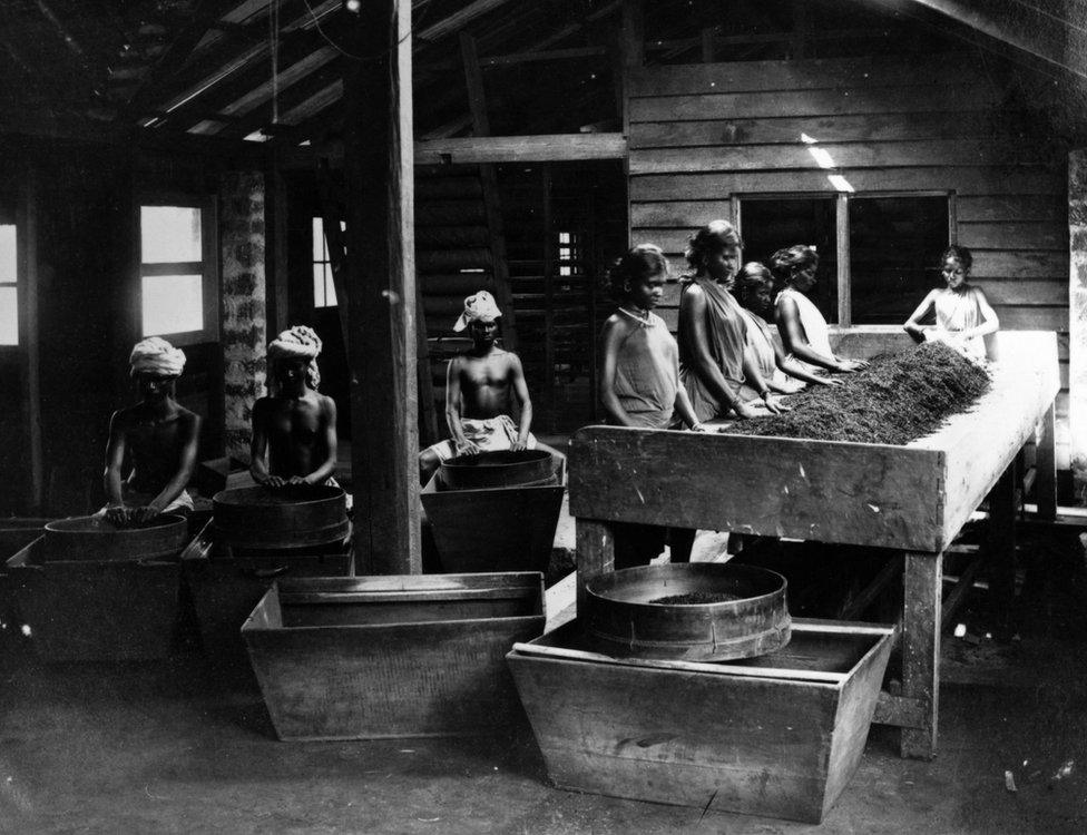 Workers drying tea leaves at a factory in India in the 1880s