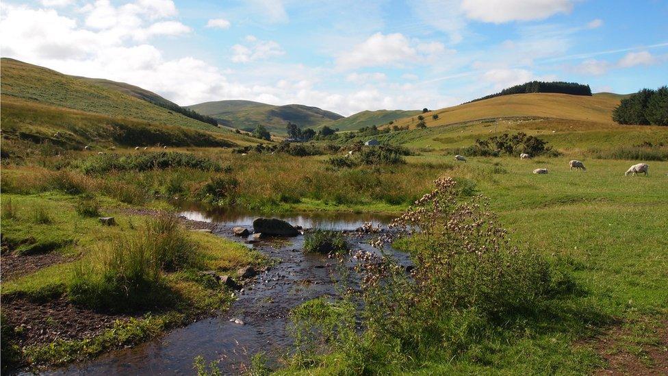 The Halter burn flows into the Bowmont Water