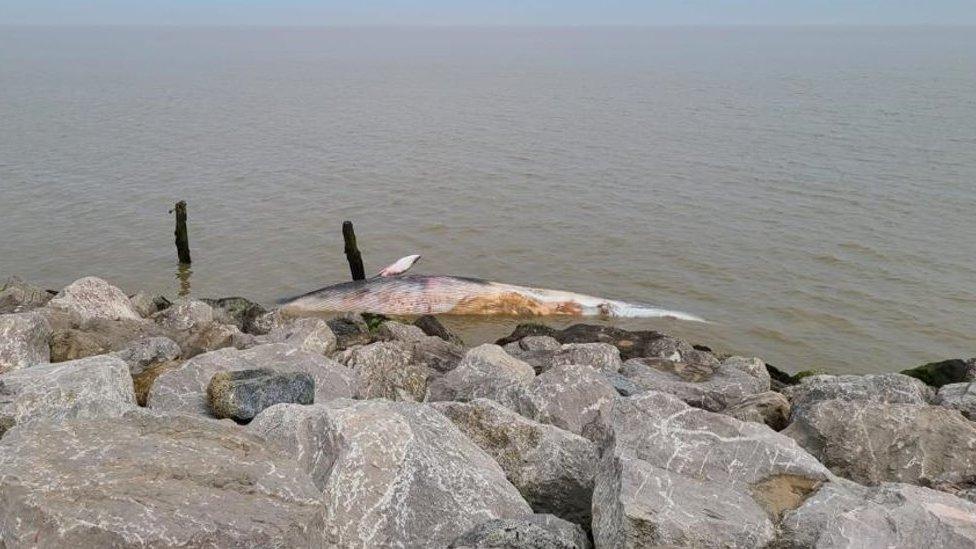 Dead whale off a beach in Suffolk