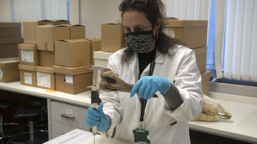 Dr Katherine Kanne from the University of Exeter measuring horse bones