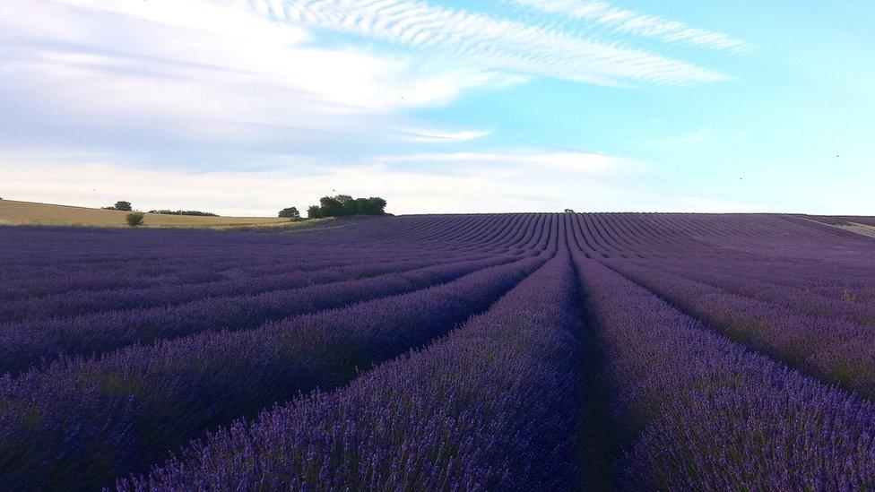 Hitchin Lavender