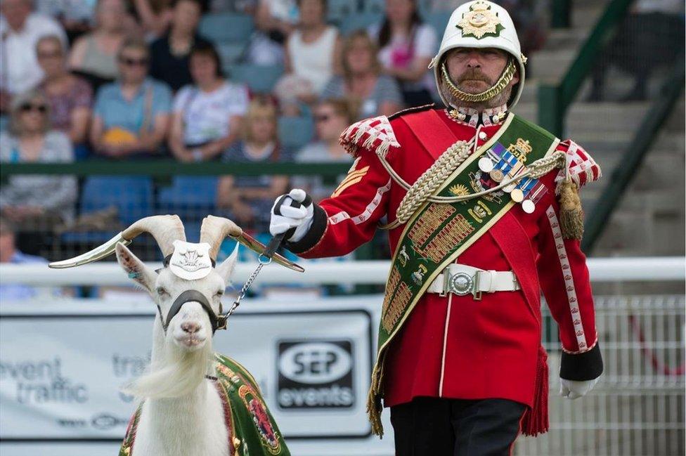 Shenkin with his handler Goat Major Sergeant Mark Jackson