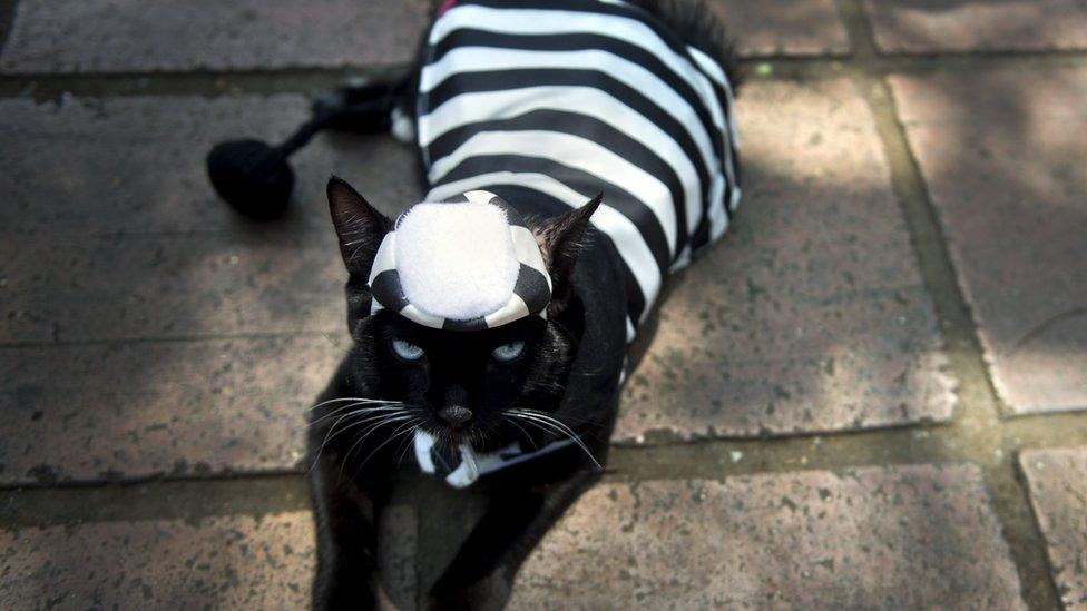 A cat dressed in a prison outfit