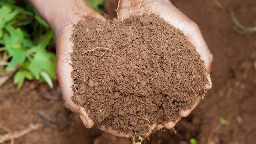 Hands holding soil