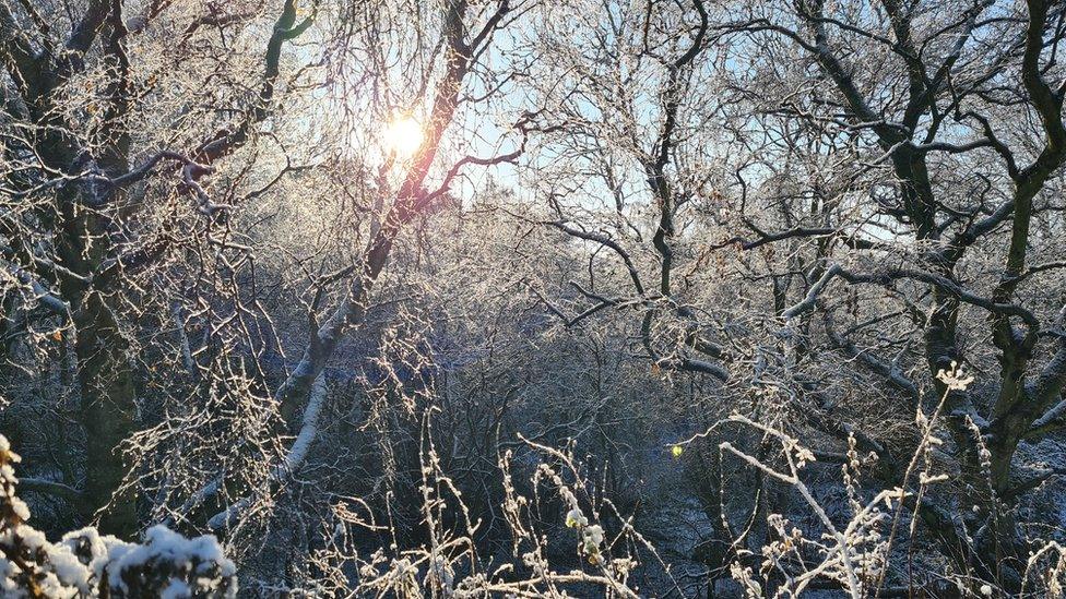 Frost and light snow in a wood in East Lothian