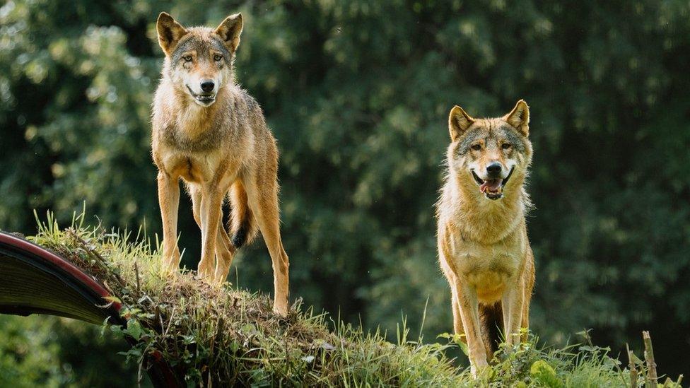 Two European wolves looking at the camera as they stand on a small hill