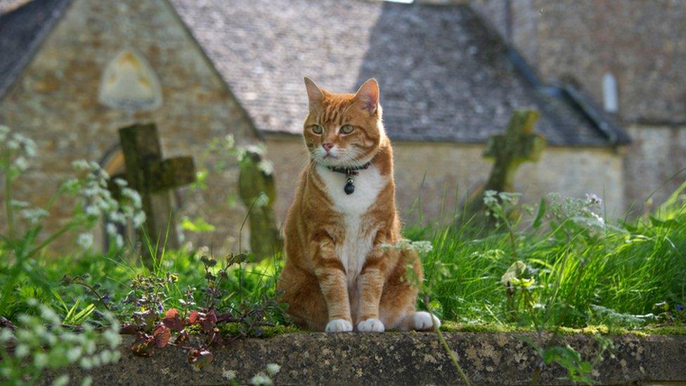 Cat outside church