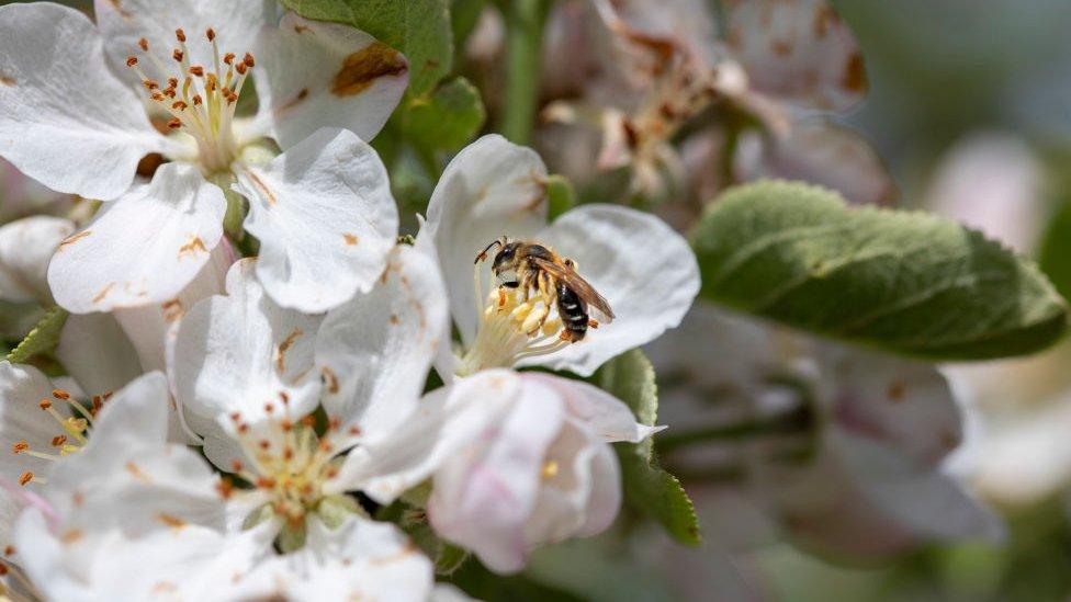 Bee in a blossom flower