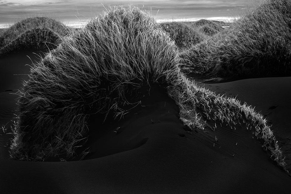 Grass growing out of sand dunes