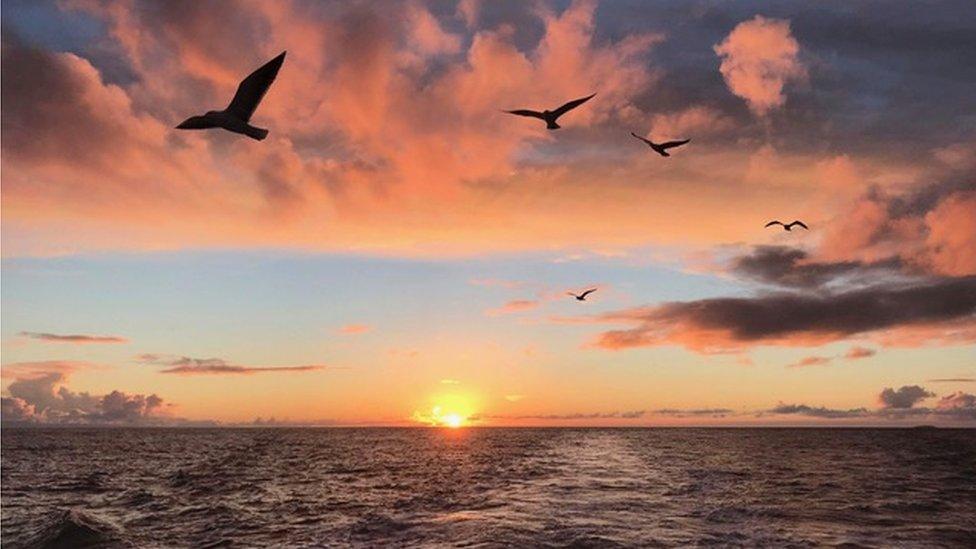 Birds flying near Skokholm at sunset