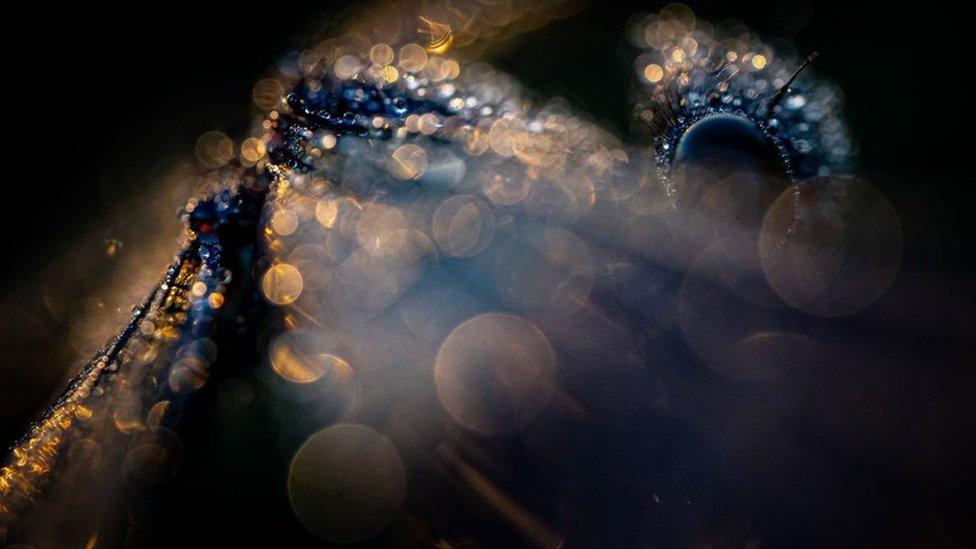 Close up image of glistening water droplets on a banded demoiselle damselfly