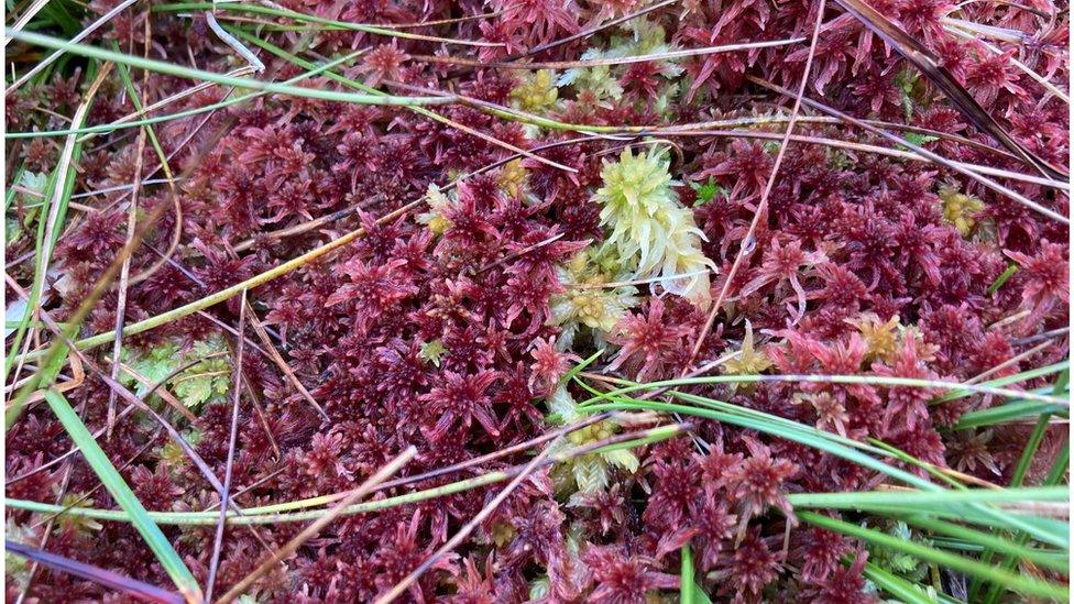 The peatland is rich in biodiversity