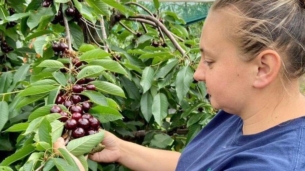 A fruit picker at Norton Farm in Sittingbourne, Kent, run by FGA Farming