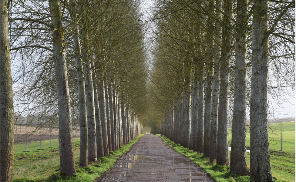 A dramatic tree-lined road in Boxford captured on camera by Weather Watcher Downsman