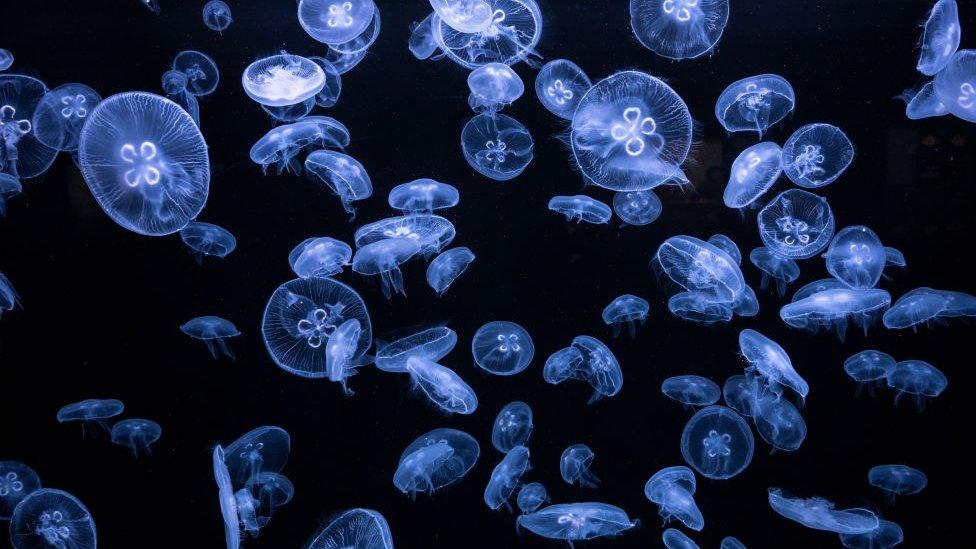 Jellyfish shaped like small moons