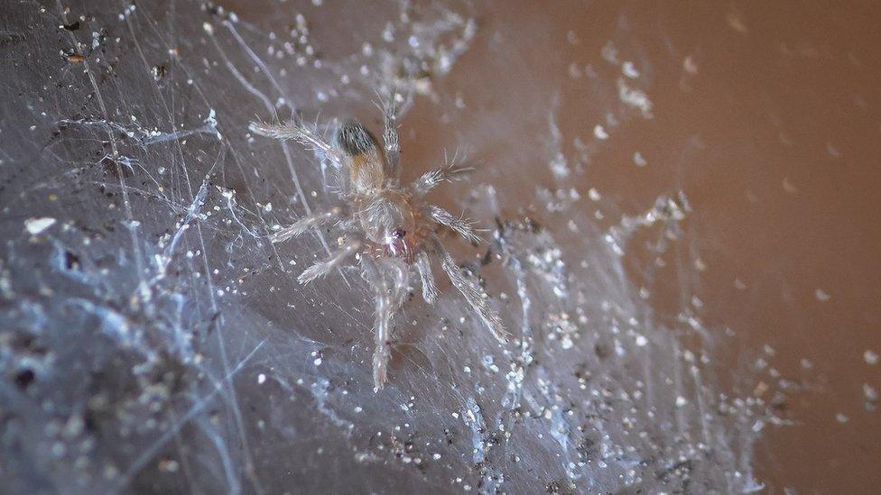 baby Montserrat tarantula