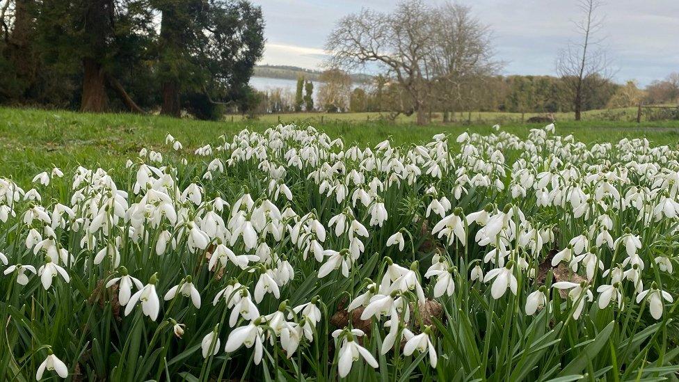 Snowdrops in Castleward