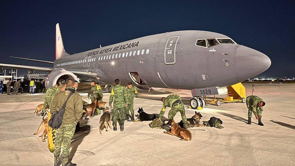 Photo of the dogs at the airport in Mexico City