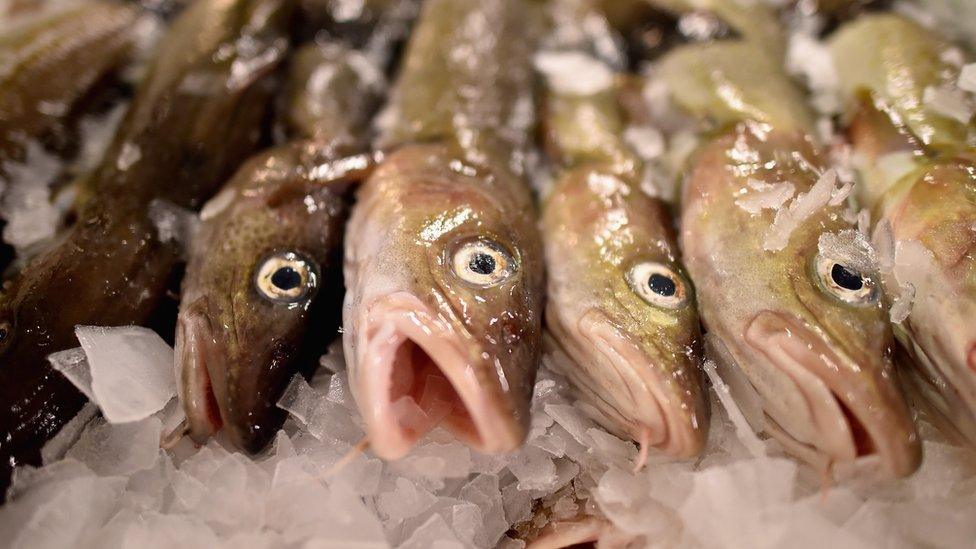 Cod on display at the Peterhead fish market on in Peterhead, Scotland