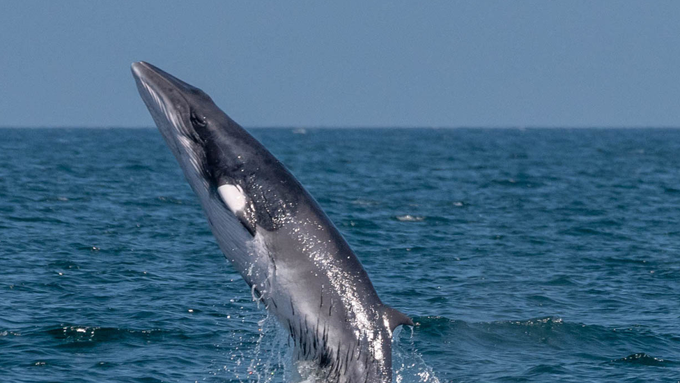 A minke whale jumping out of the water