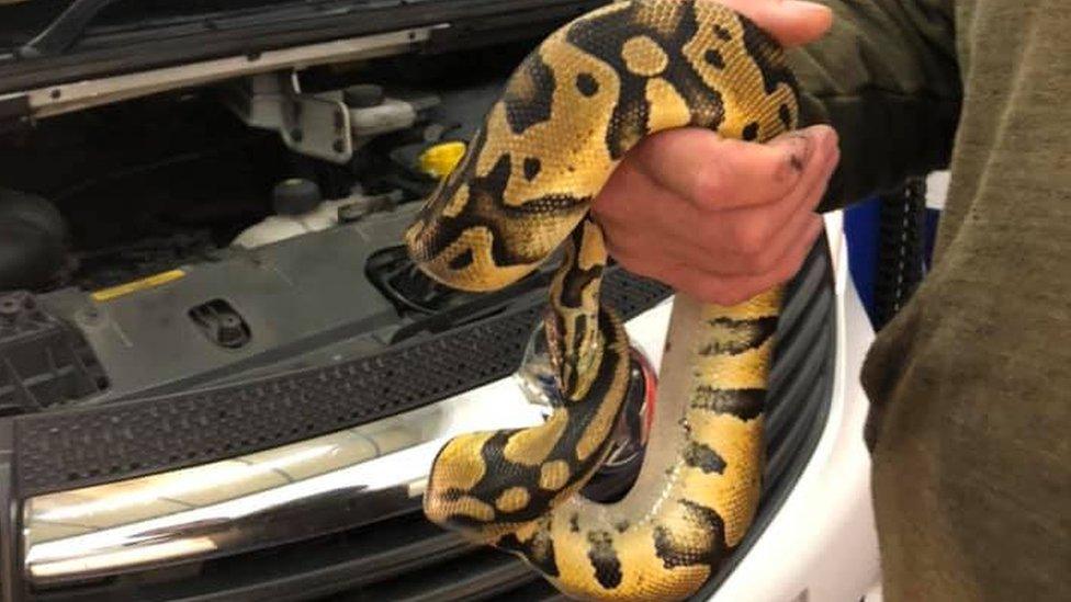 Snake in car