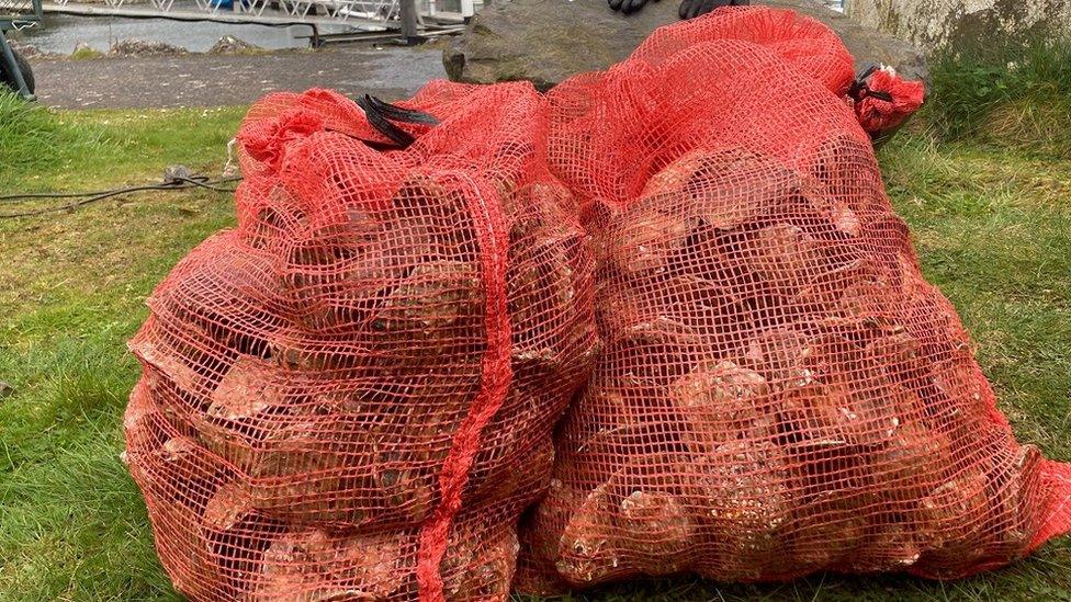 Bags of oysters in bags at Glenarm Marina