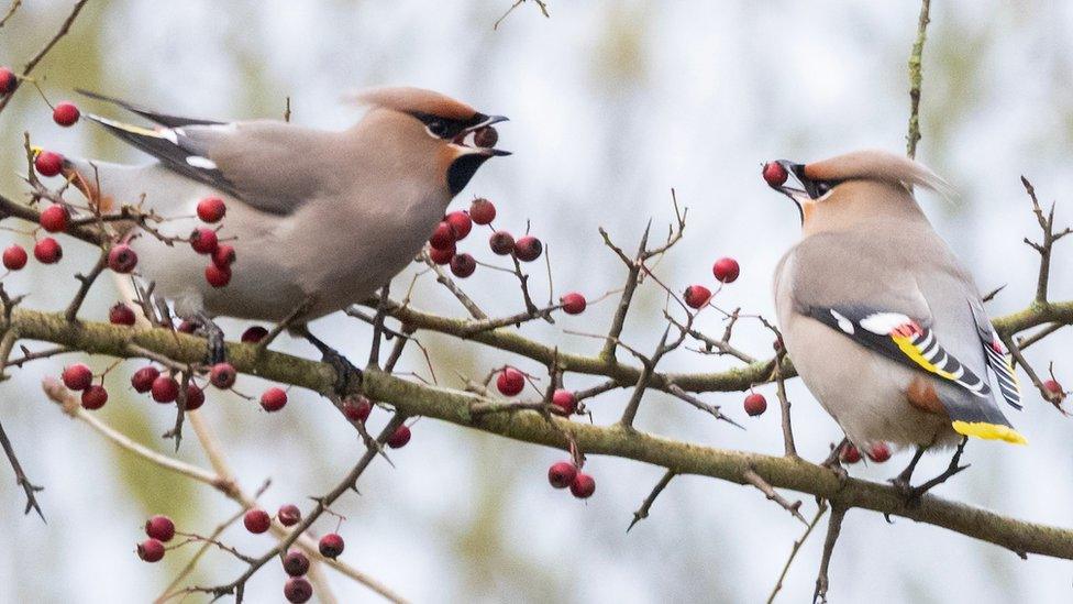 Waxwings