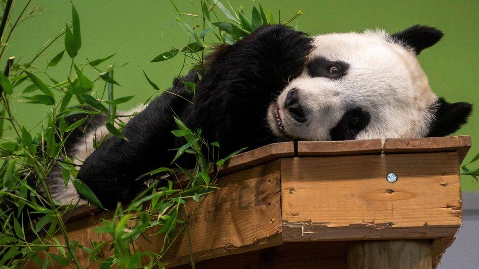 Tian Tian, one of the giant pandas at Edinburgh Zoo