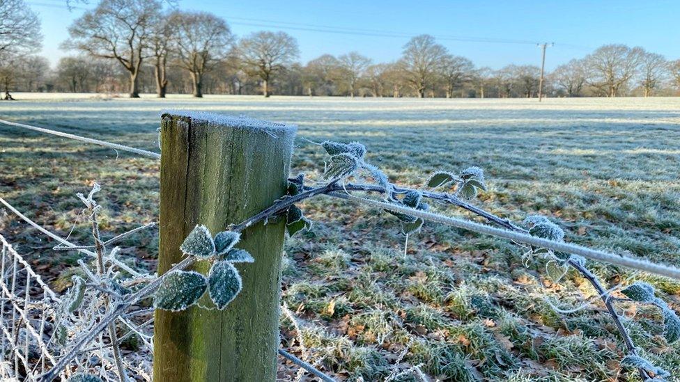 A frosted piece of ivy curls around a wooden fence post, with a frosty field behind and blue skies on the horizon