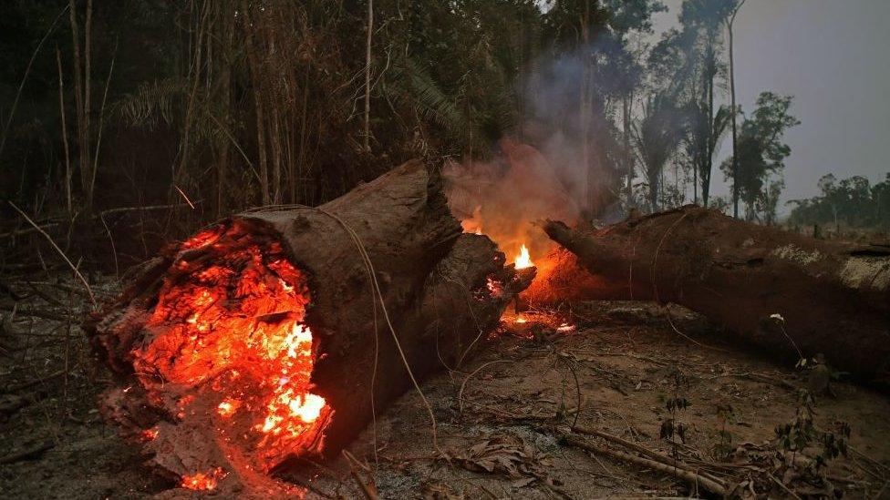 fire amazon brazil.