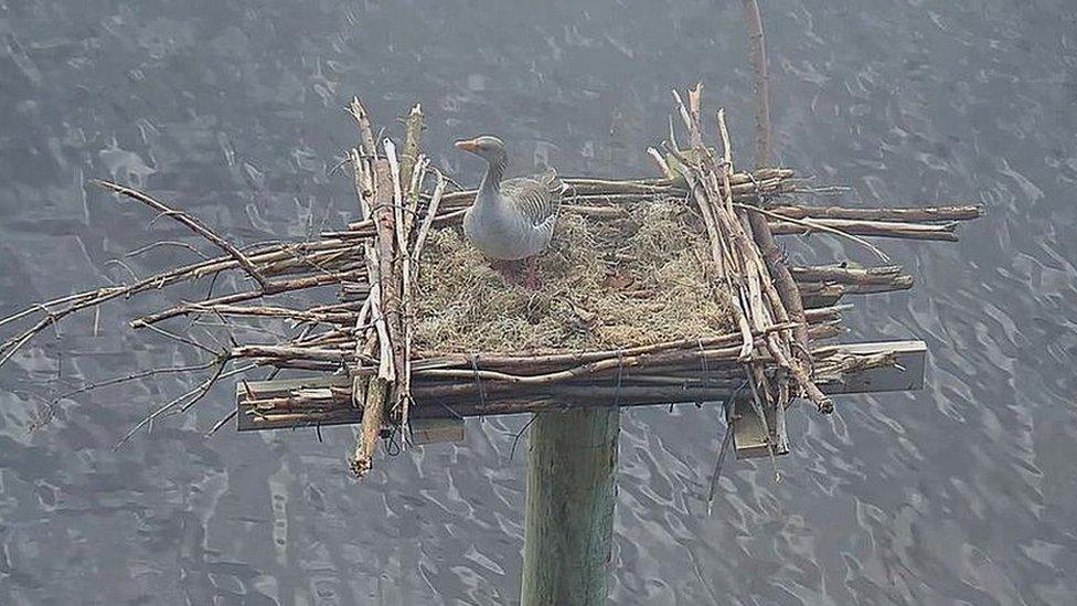 Goose in an Osprey nest