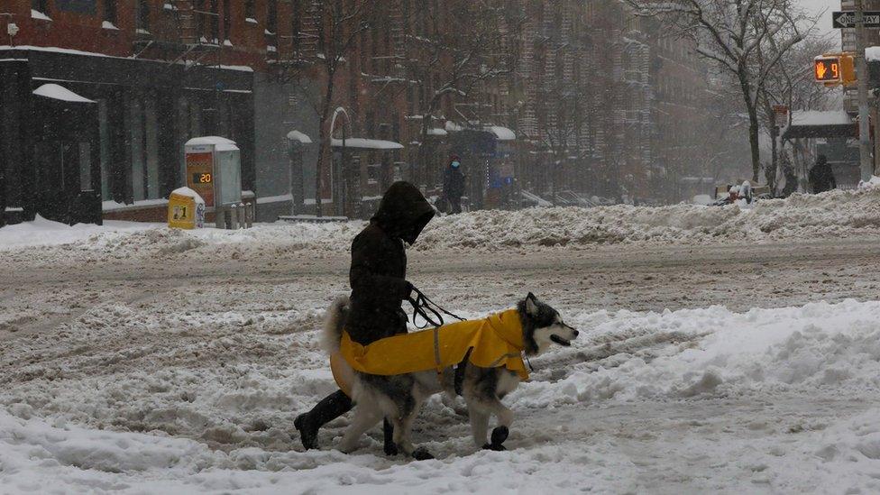 A person walking their dog in the snow in New York City