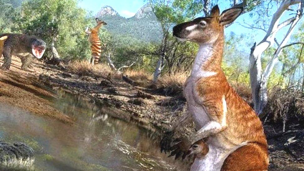 An artist's impression of several of the species discovered, including giant kangaroos, lizards and crocodiles