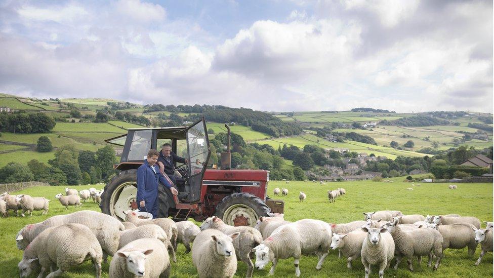 Tractor in field with sheep