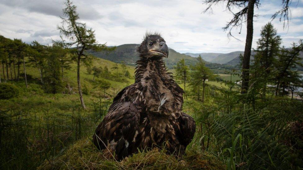 A-young-white-tailed-eagle-sits-on-the-ground-to-be-ringed-and-measured-at-a-remote-nest-site-on-the-Isle-of-Mull-in Scotland.