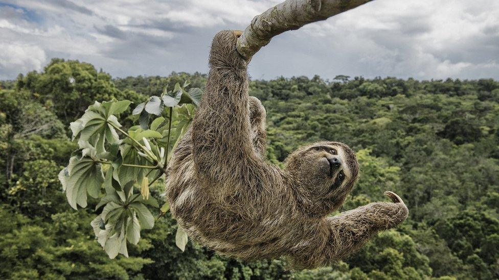 Sloth in tree