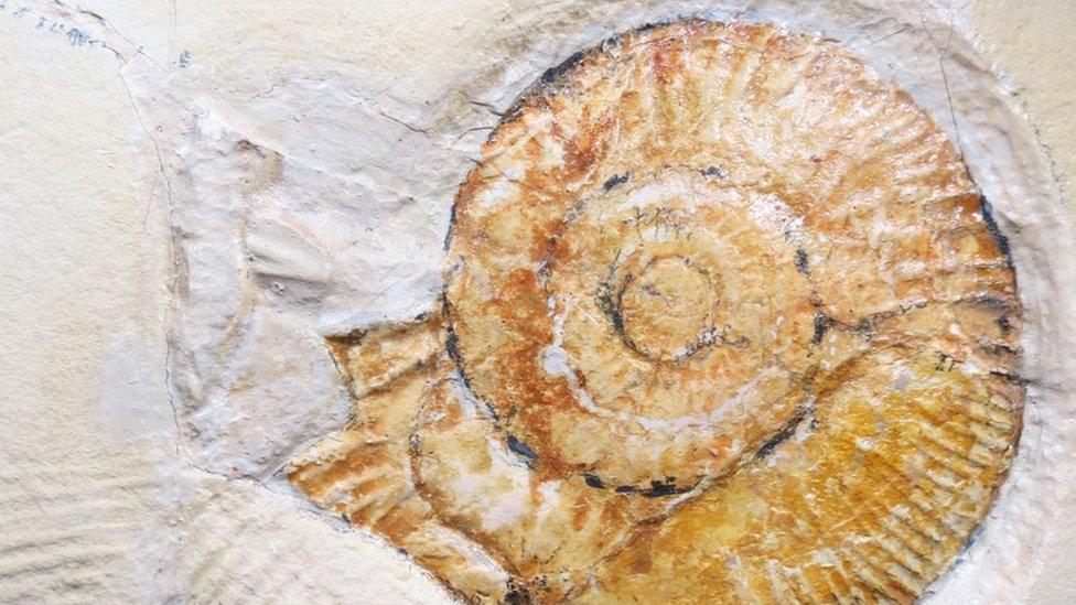 Ammonites are a type of prehistoric cephalopod