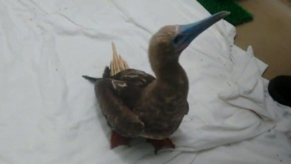 Norman, the red-footed booby bird