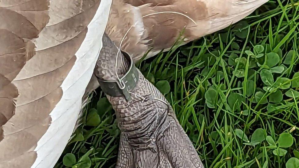 Close up of the fishing hook embedded in the cygnet's leg