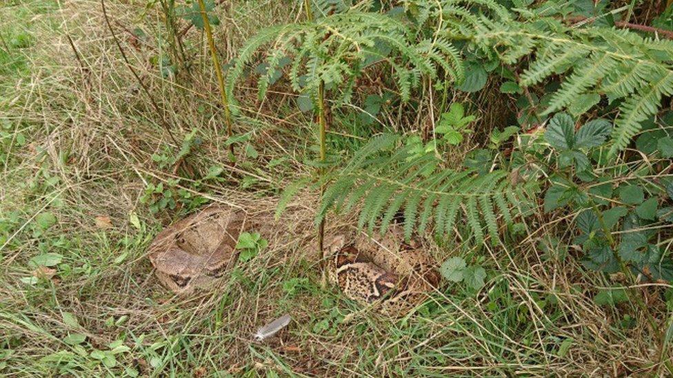 Boa constrictor in bush