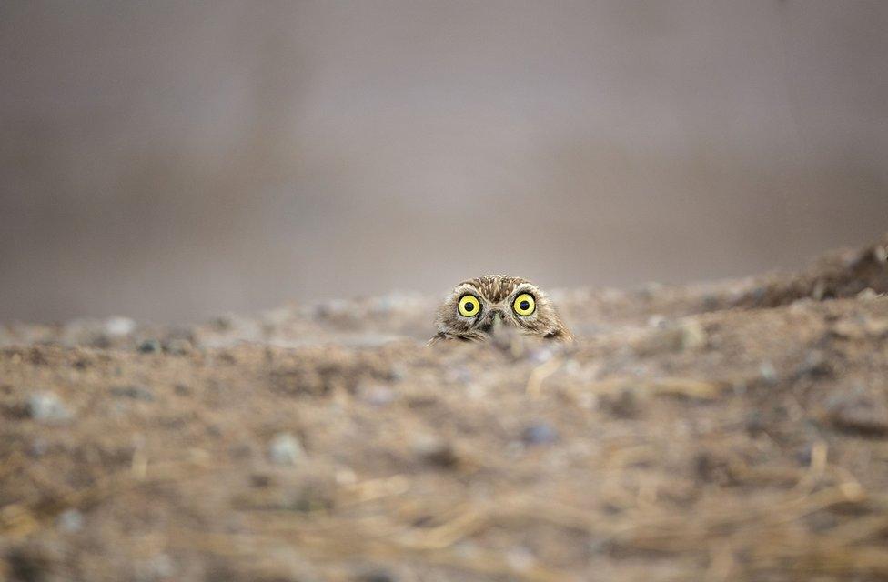 Owl peeking