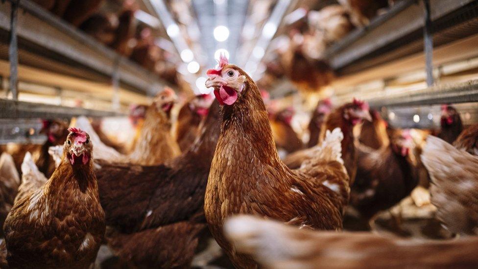 Hens in a poultry shed