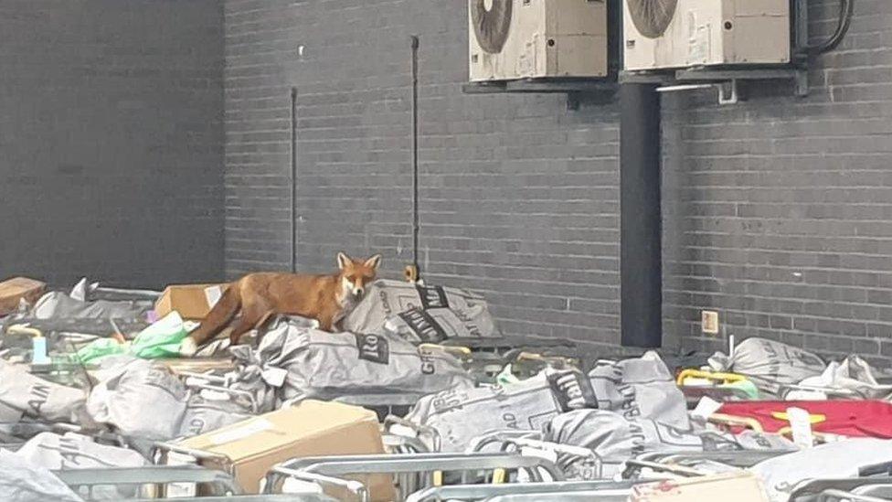 A fox on top of a cage of post