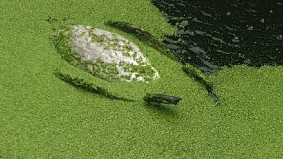 Dead swan floating in the canal